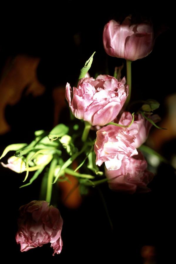 亚洲AV无码成人精品区一区-SD在线观看