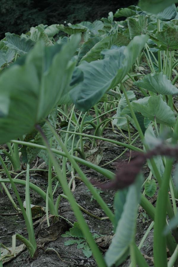 国产成人?v片在线观看-国产99久久久国产精品免费看-1080P电影免费国语