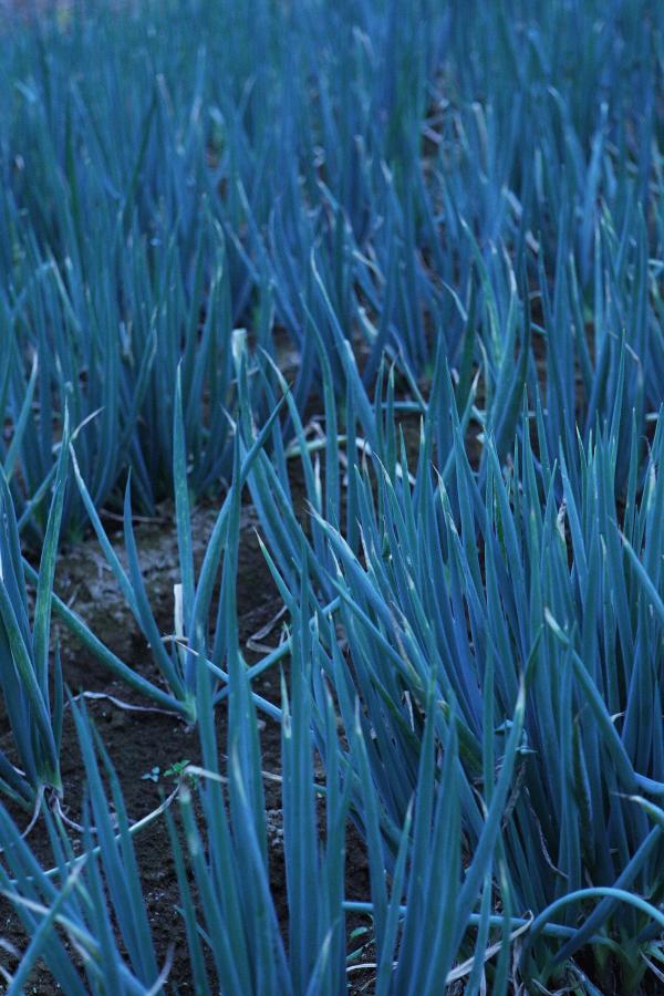 亚州一二三区乱码在线视频麻姨-SD免费播放