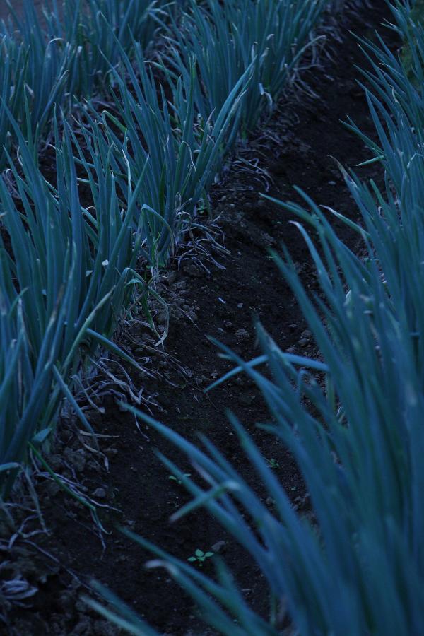 乱码完整视频播放-Full HD免费观看